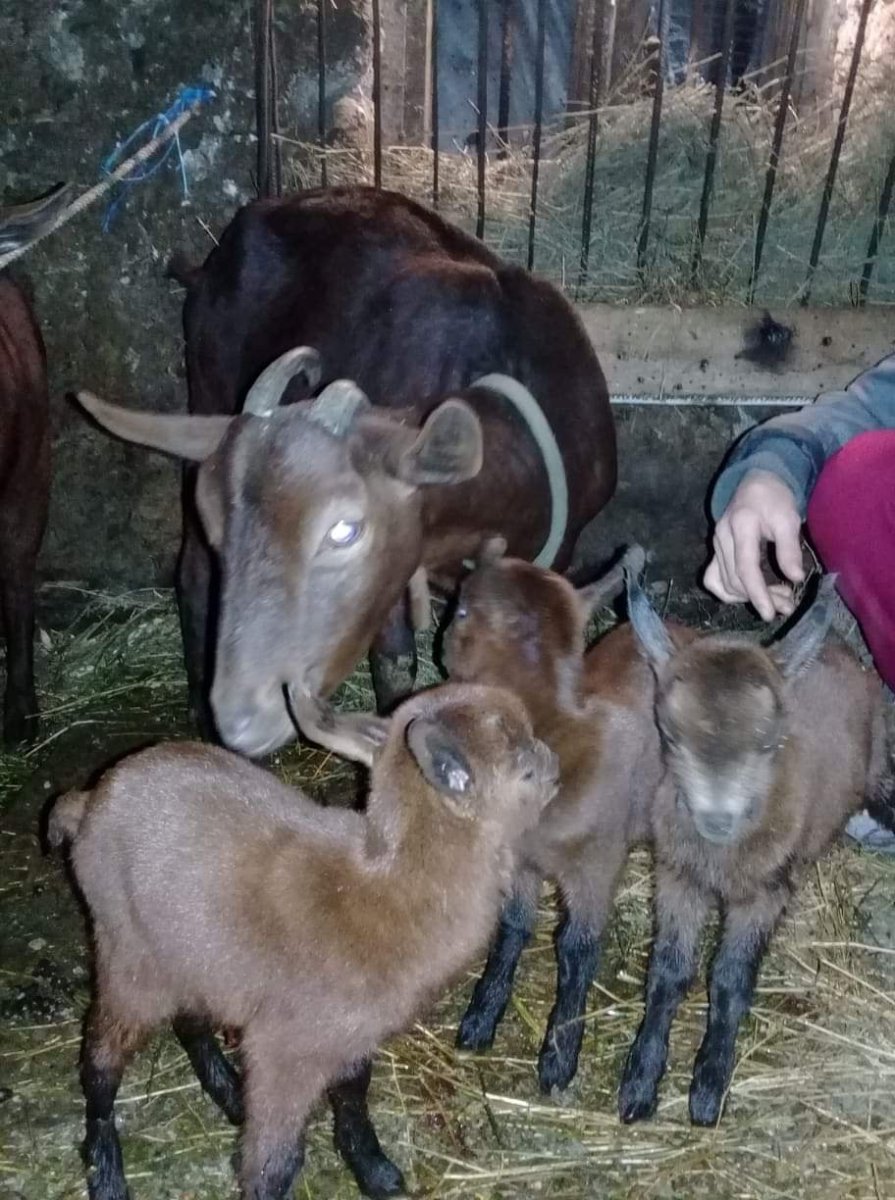 Мурсиана Гранадина