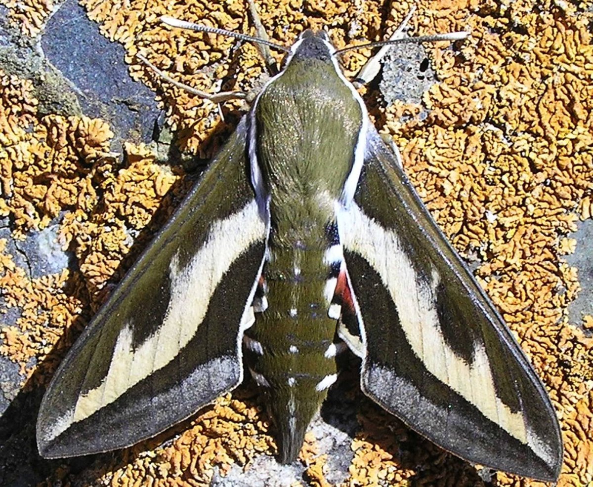 Бражник бабочка