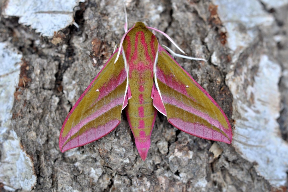 Бражник линейчатый