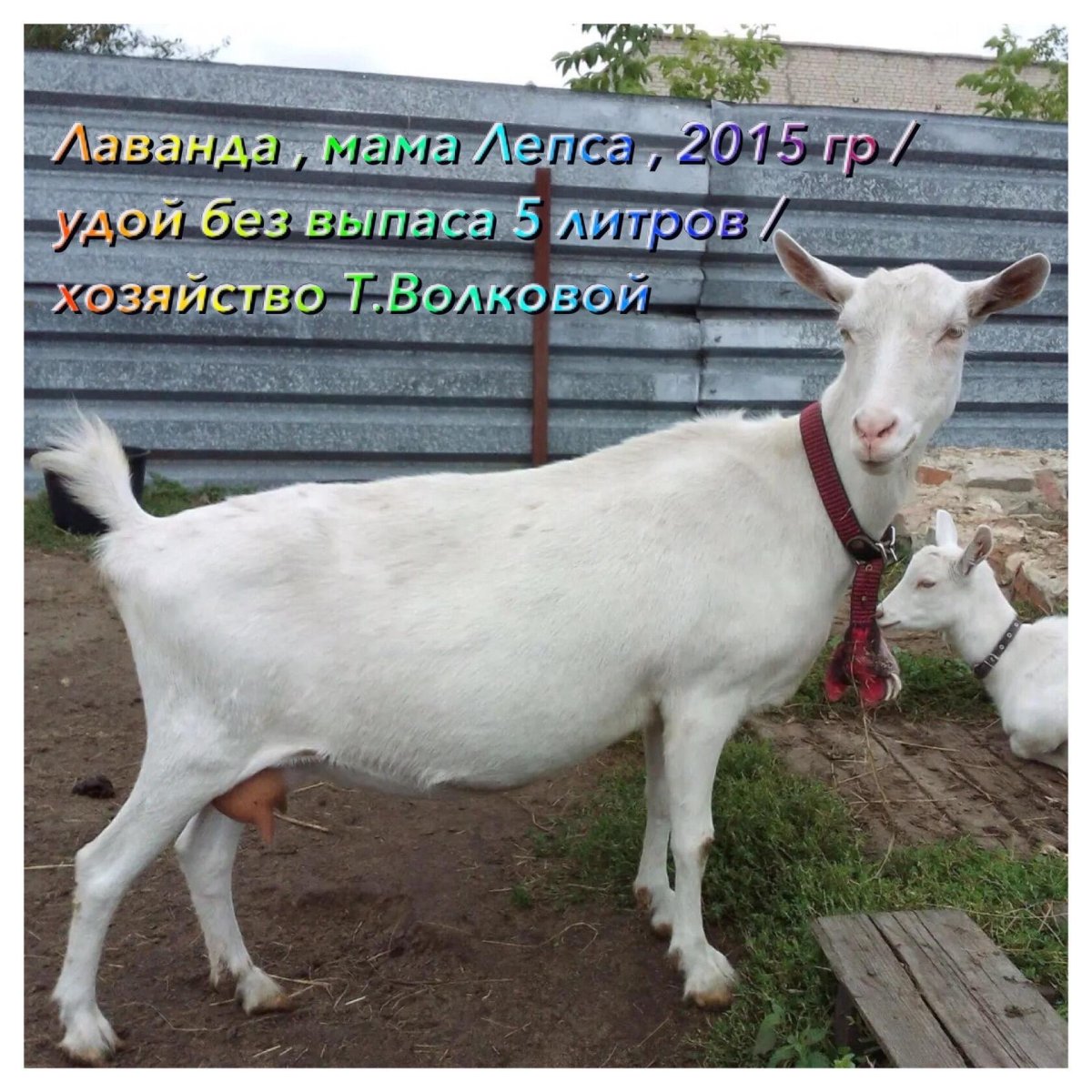 Вислоухие козы нубийский