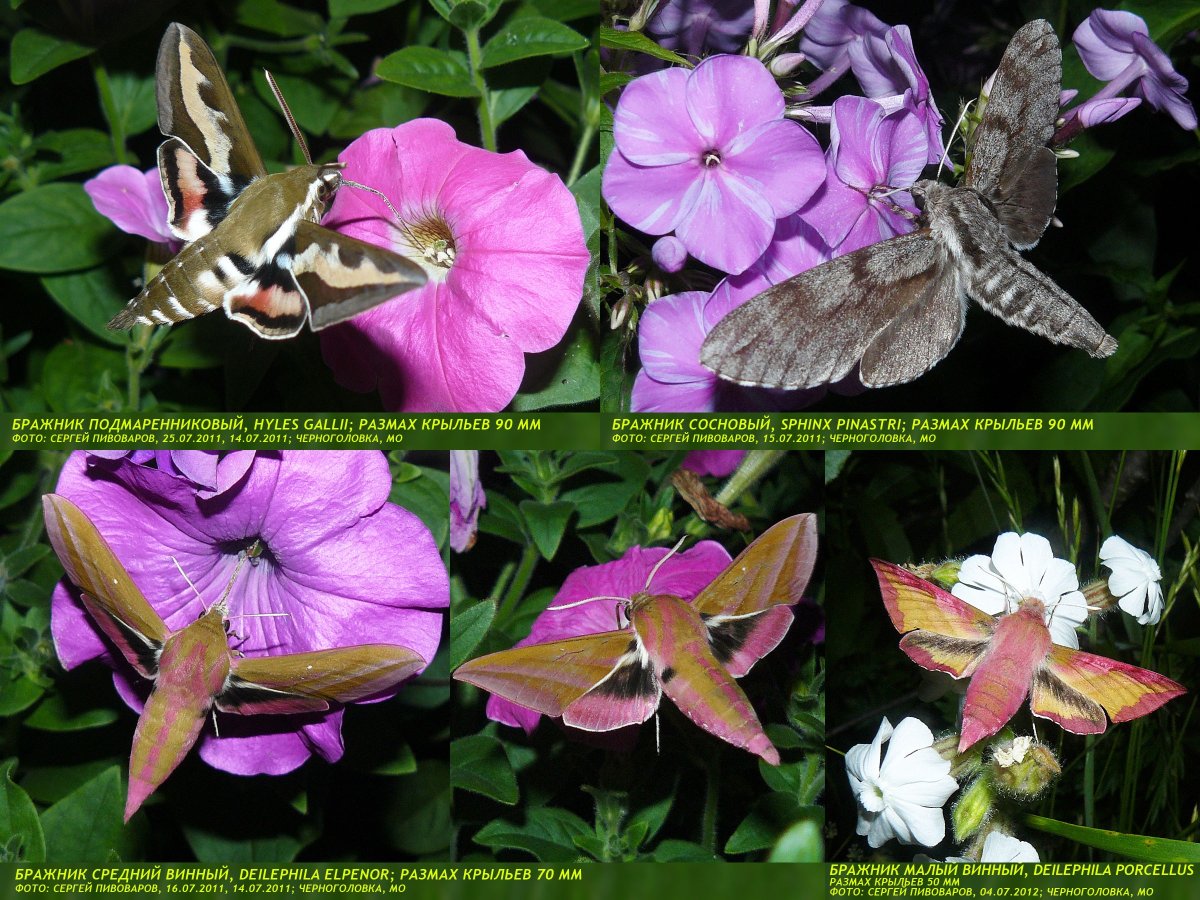 Форма приспособления Бражник подмаренниковый