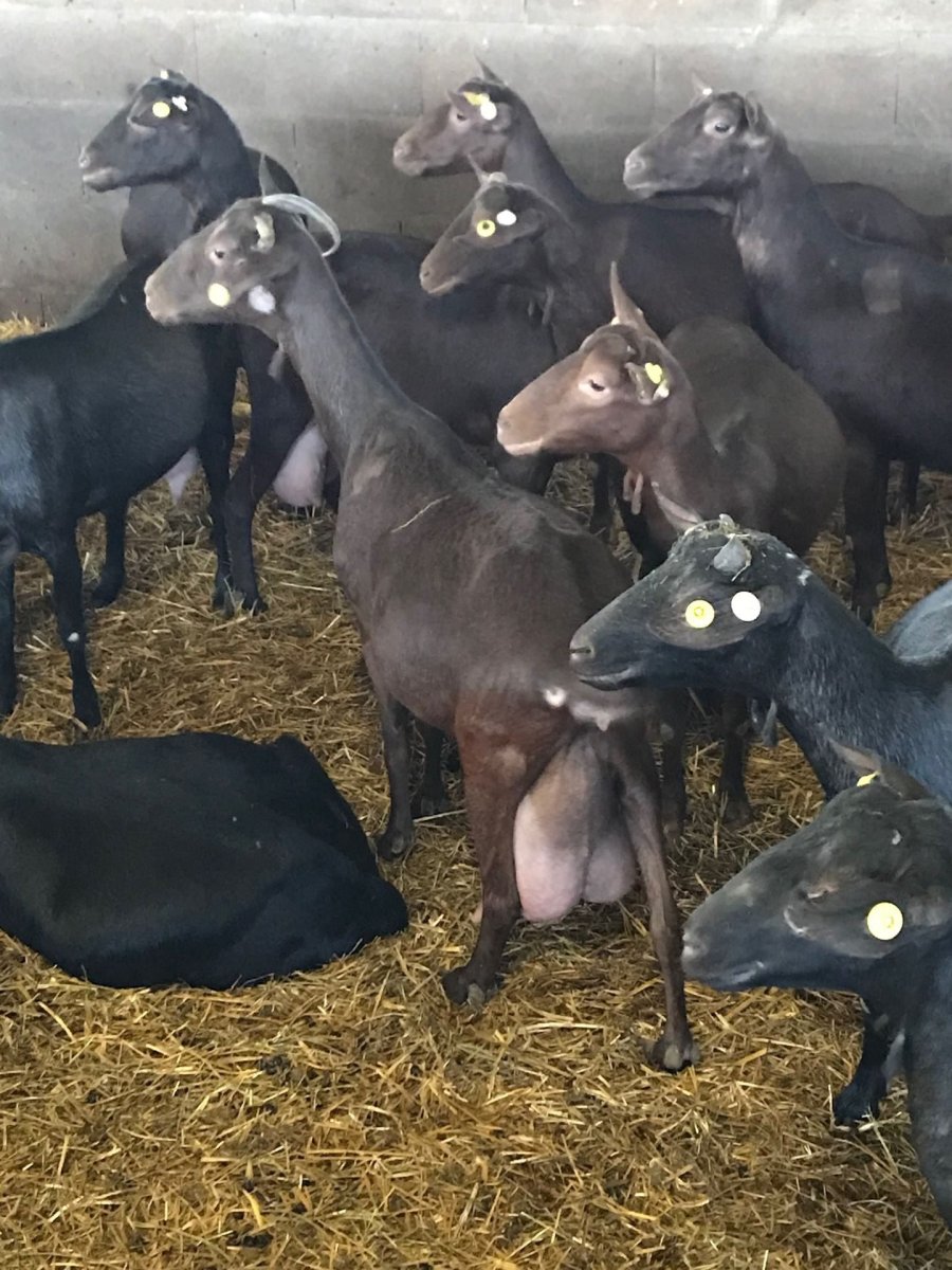 Козы Мурсиана Гранадина