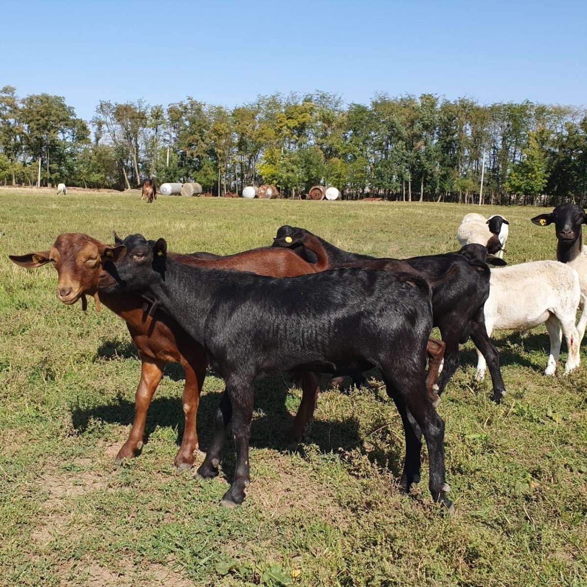 Испанские козы Мурсия Гранада