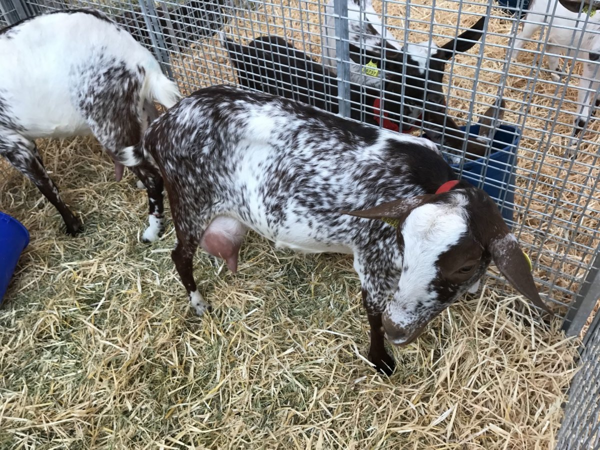 Ламанча порода коз молоко