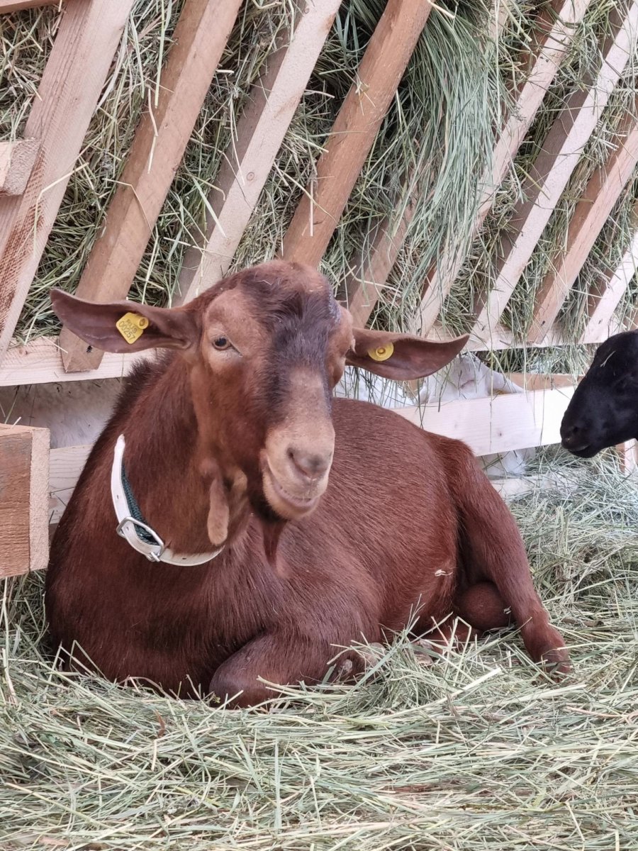 Козел и лошадь