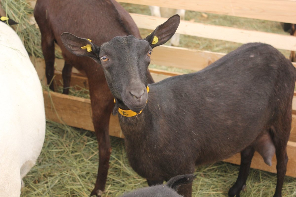 Мурсиана Гранадина порода