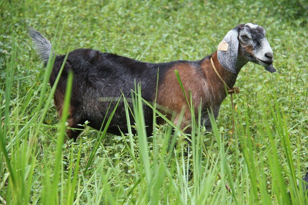 Козы нубийской породы