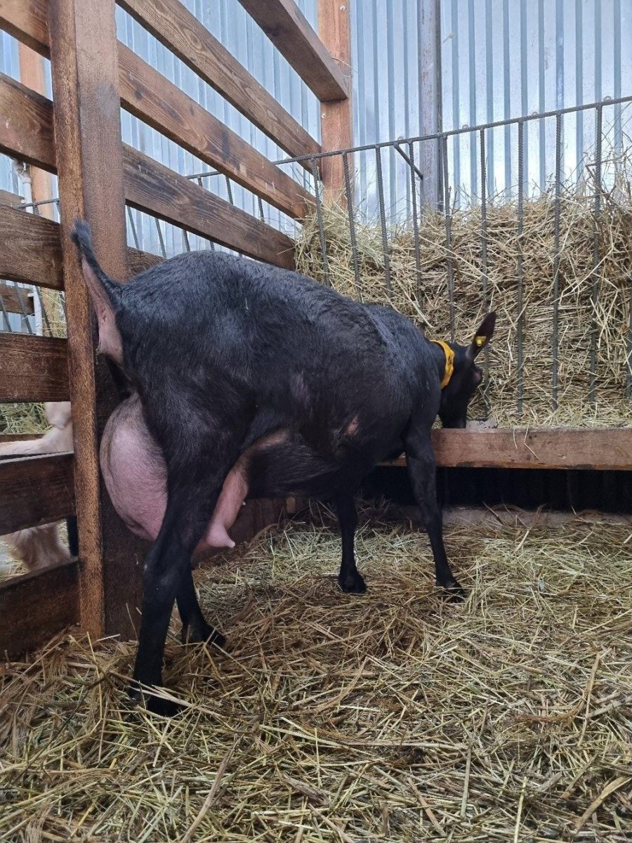 Козы Флорида