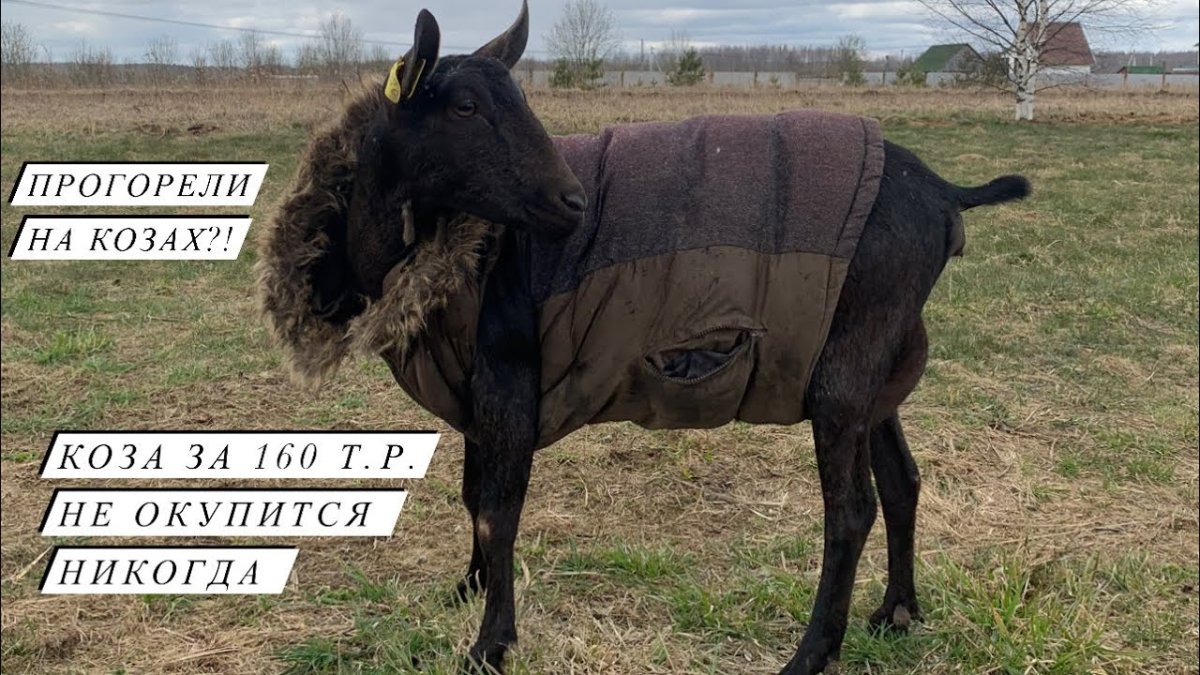 Коза породы Мурсия