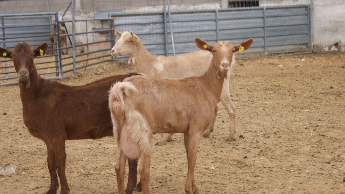 Мурсиана Гранадина