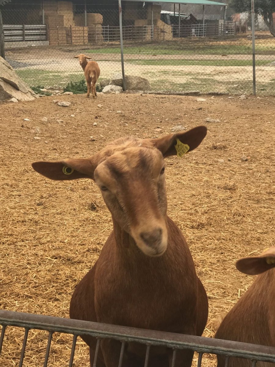 Нубийская порода Козлов