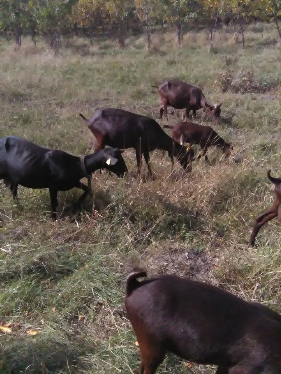 Шами Камори козы