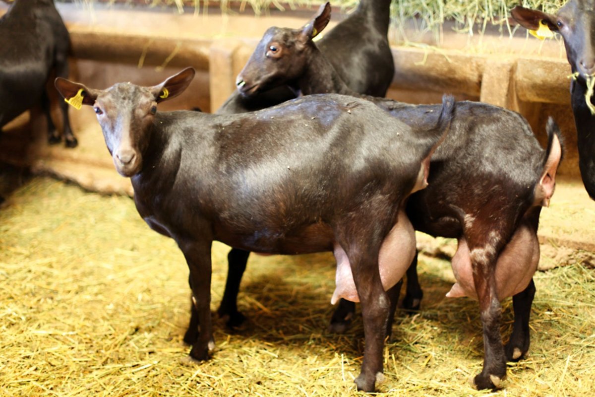 Мурсиана Гранадина