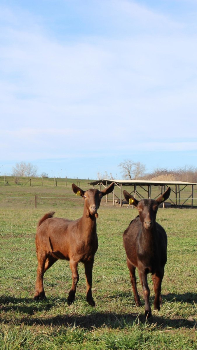 Стадо коз фэнтези
