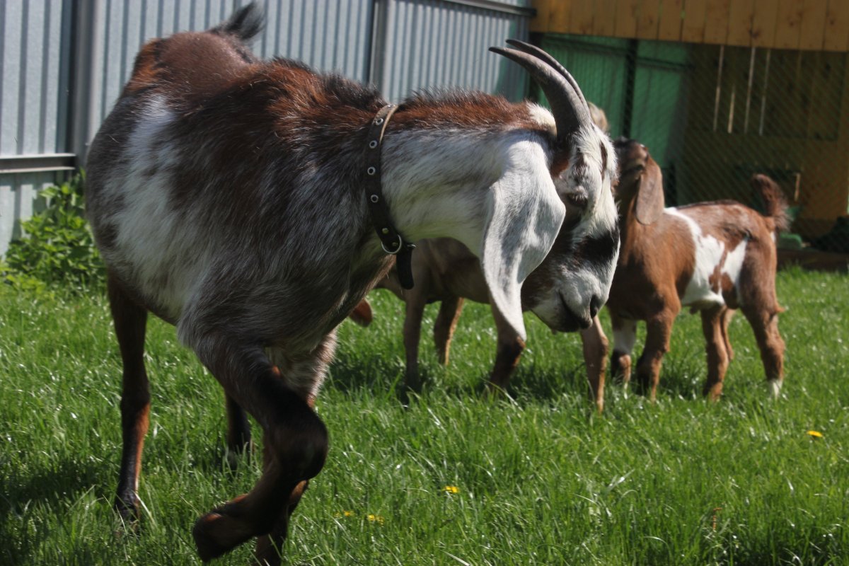 Козы породистые домашние