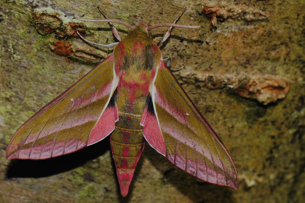 Табачный Бражник