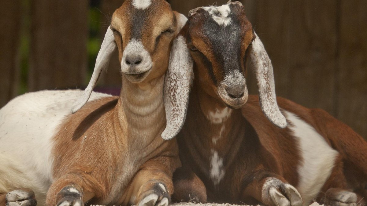 Длинноухие козы порода