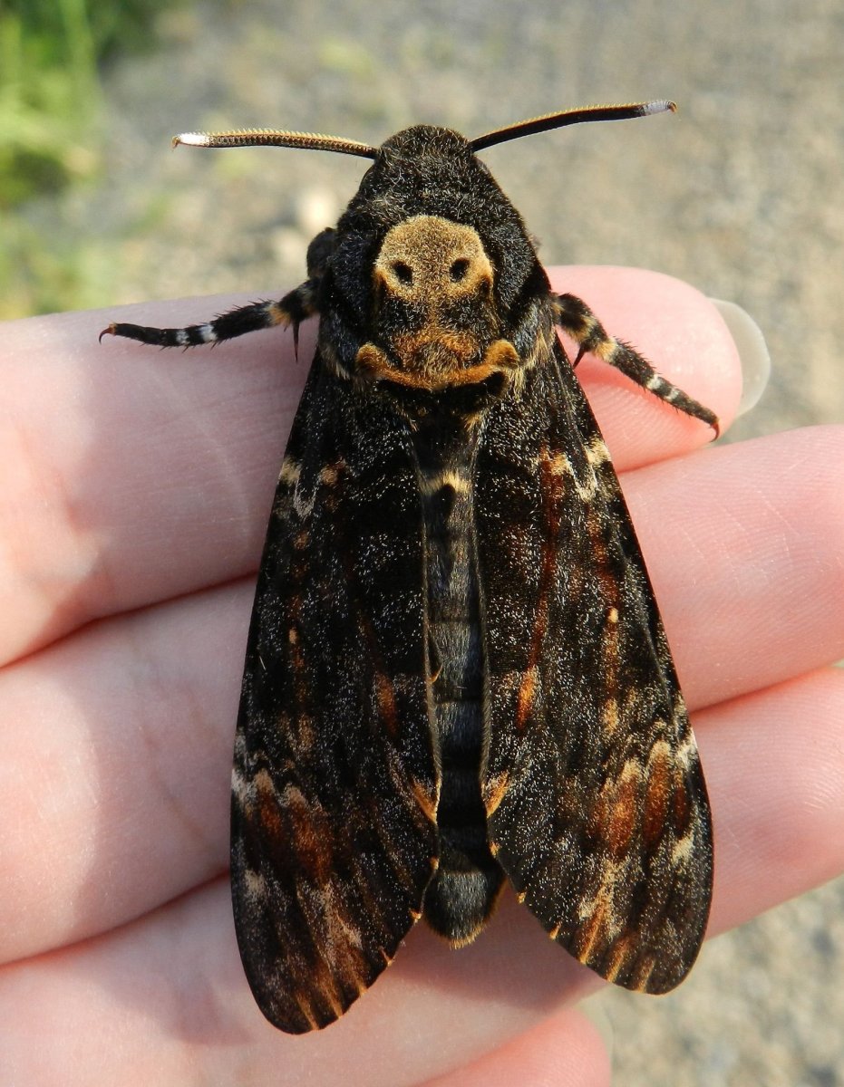 Бражник мертвая голова Acherontia Atropos
