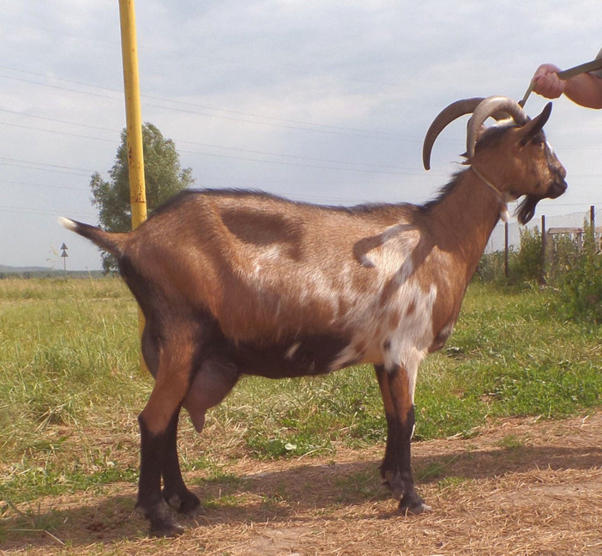 Мурсиана Гранадина порода