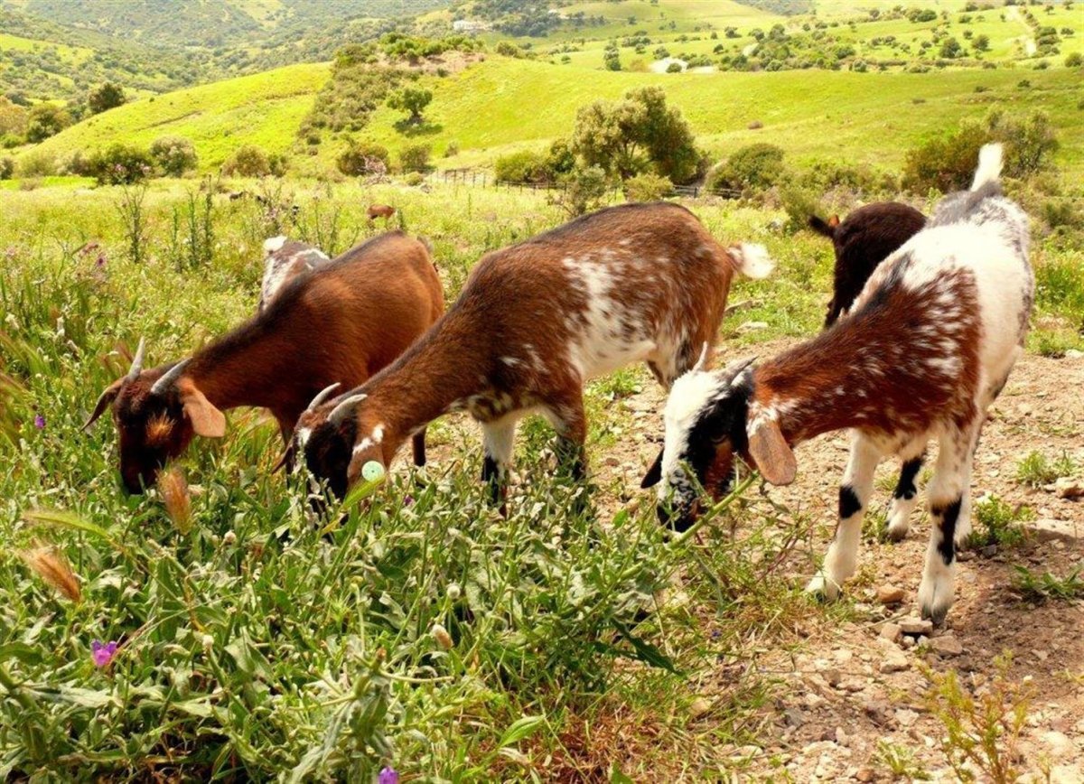 Альпо-нубийские козы