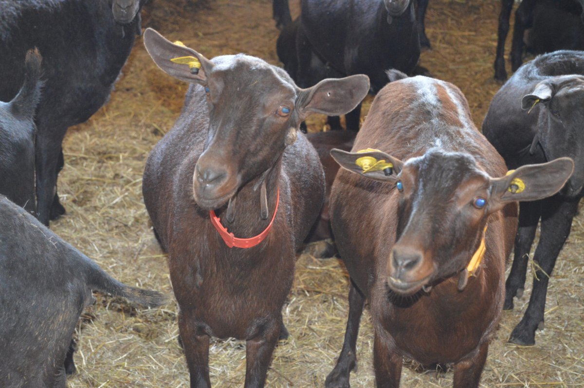 Испанские козы Мурсия Гранада