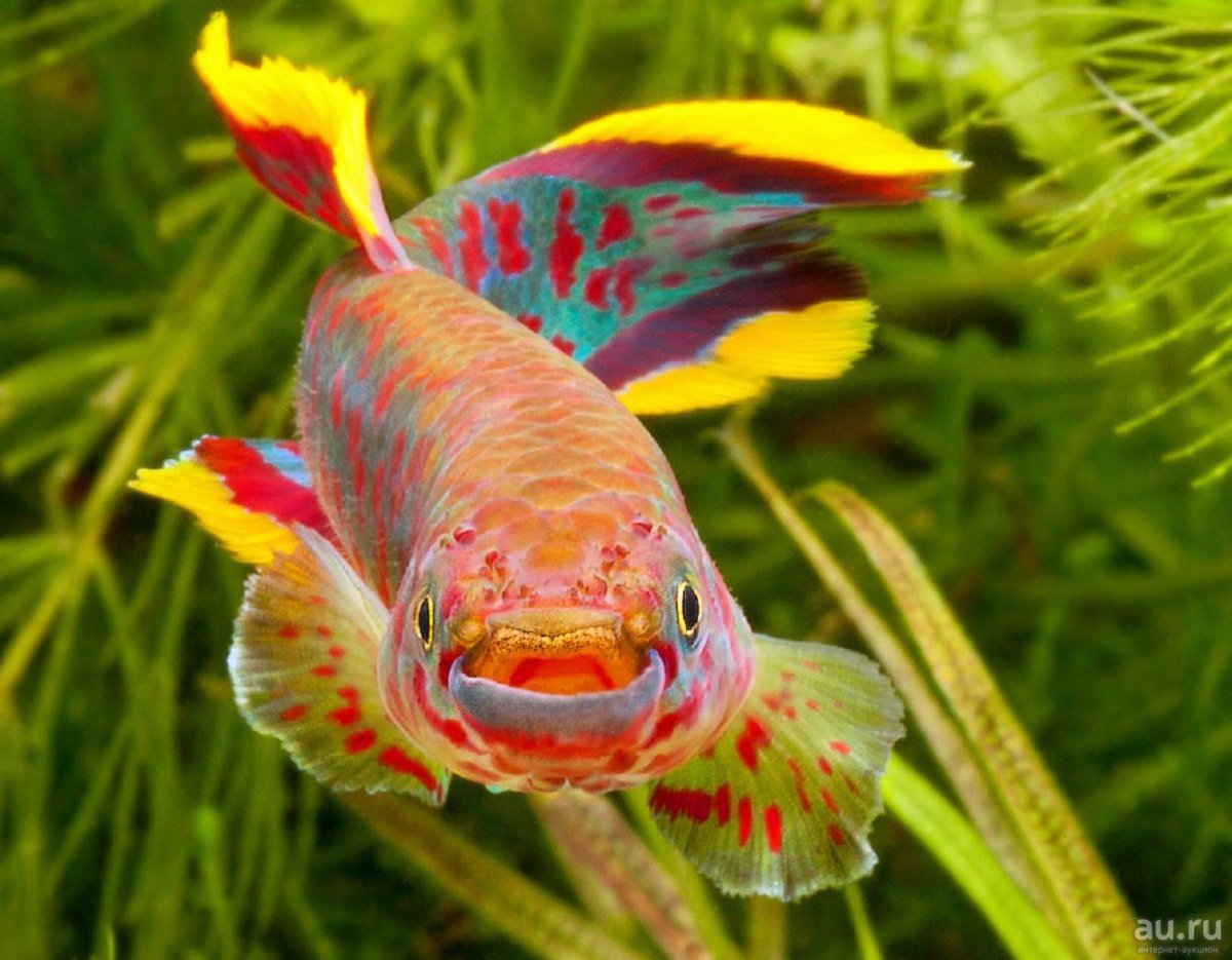 Рыбка Афиосемион Гарднера