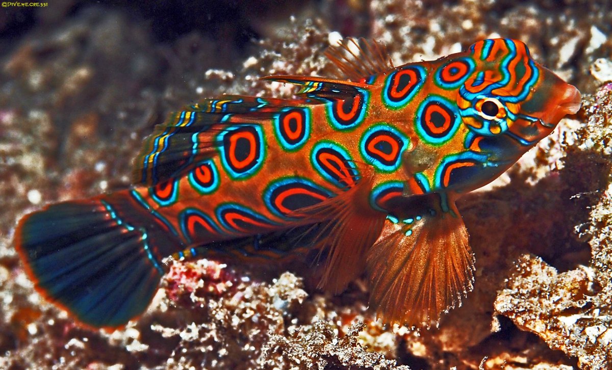 Synchiropus picturatus