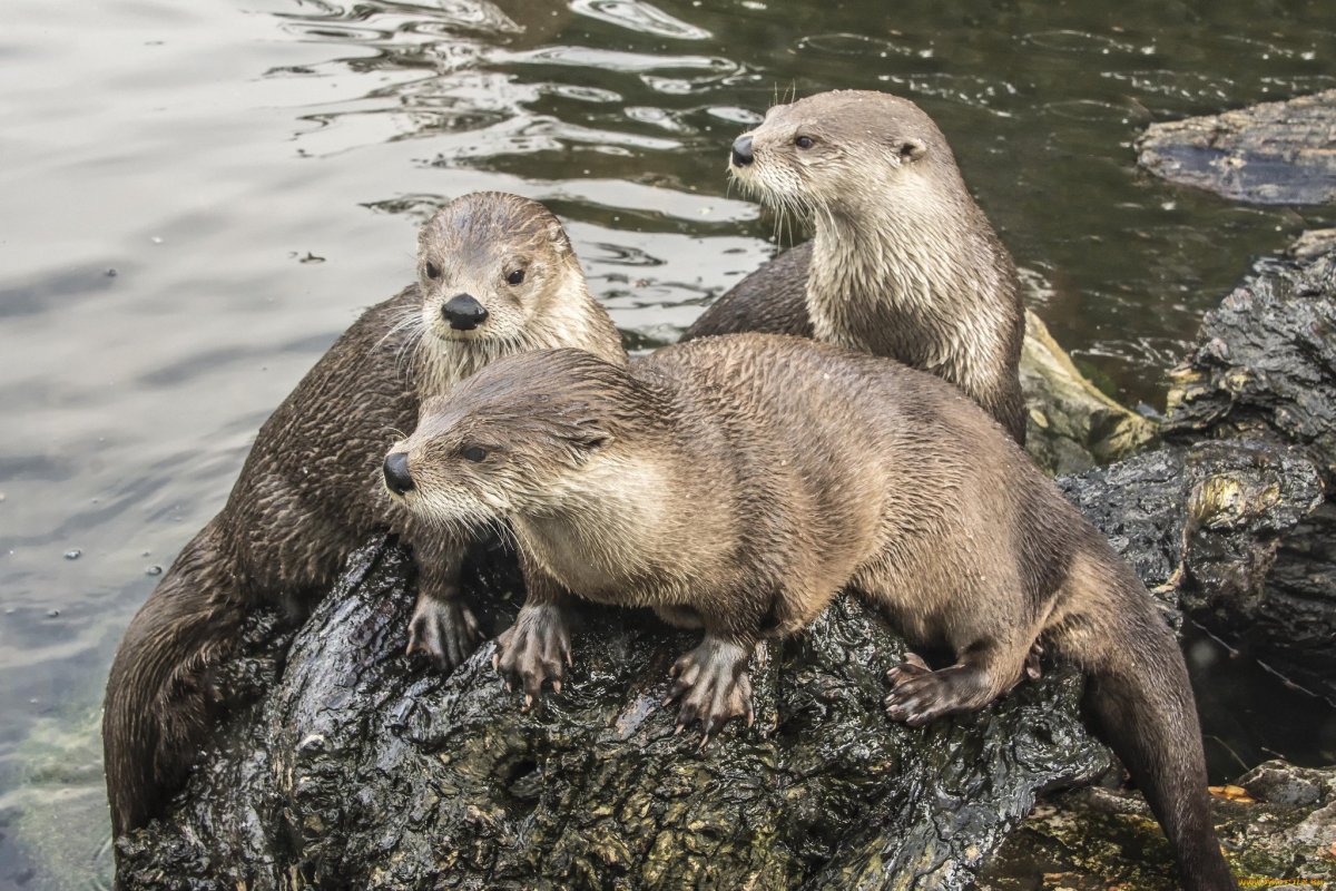 Выдра и ондатра
