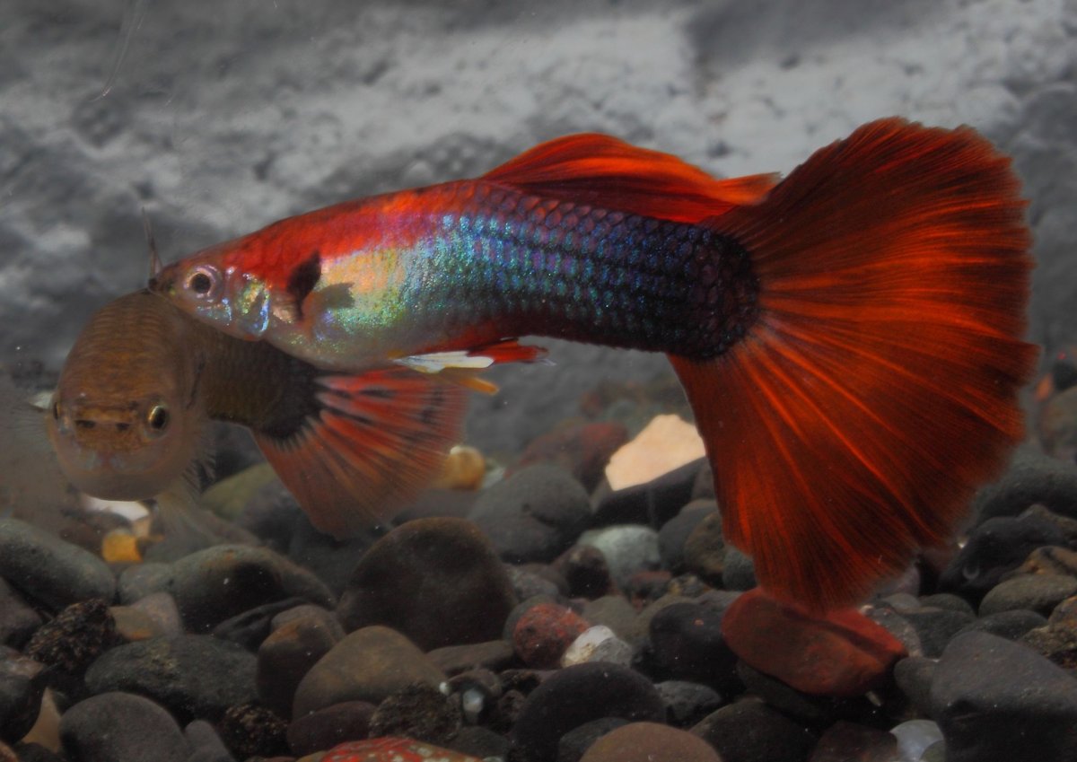 Рыбка Слоник аквариумная