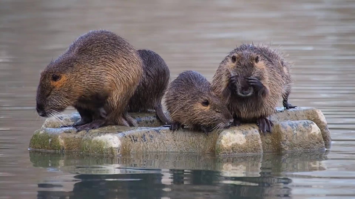 Ондатра черная