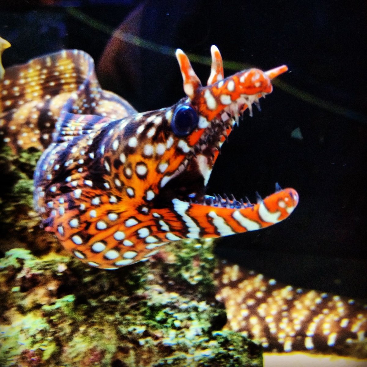 Синий попугай рыба аквариумная