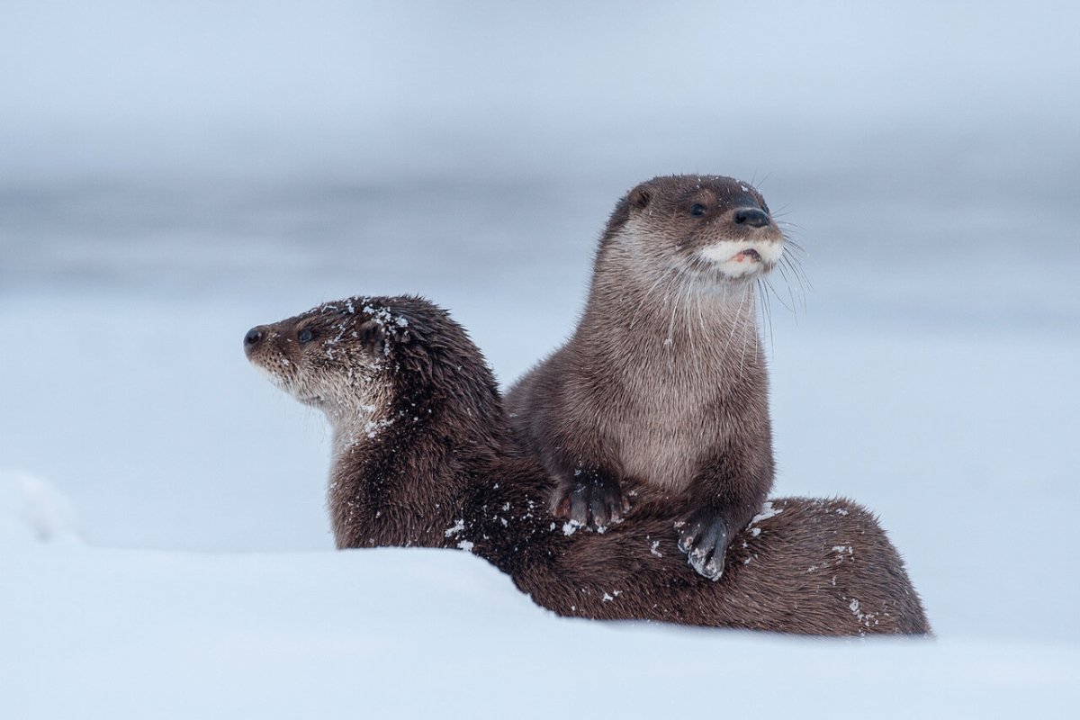 Кроноцкий заповедник каланы