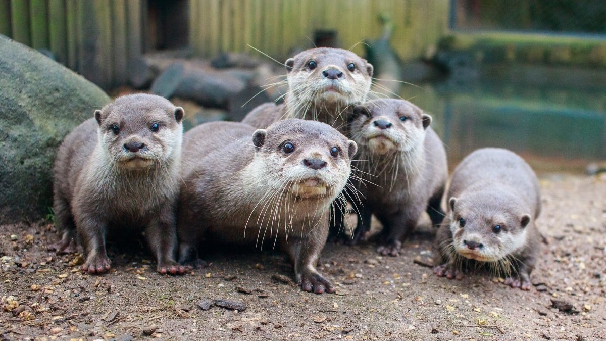 Ондатра в озере