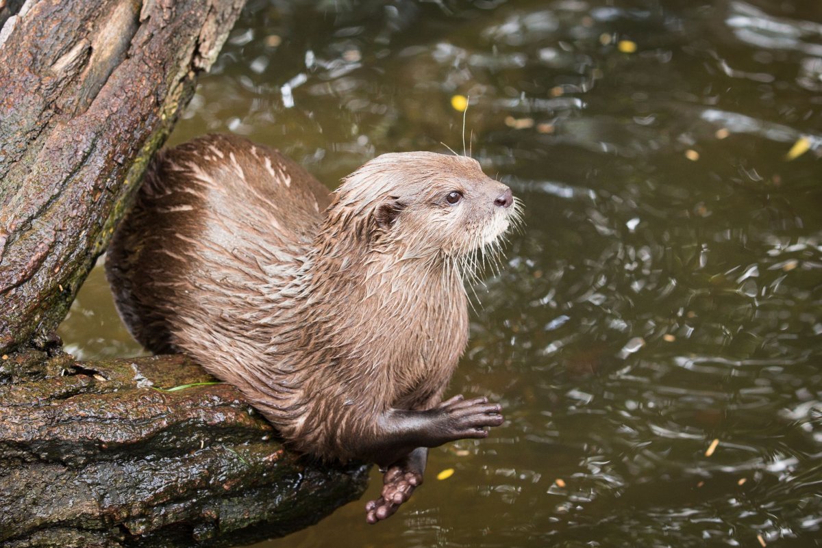 Выдра и морской еж