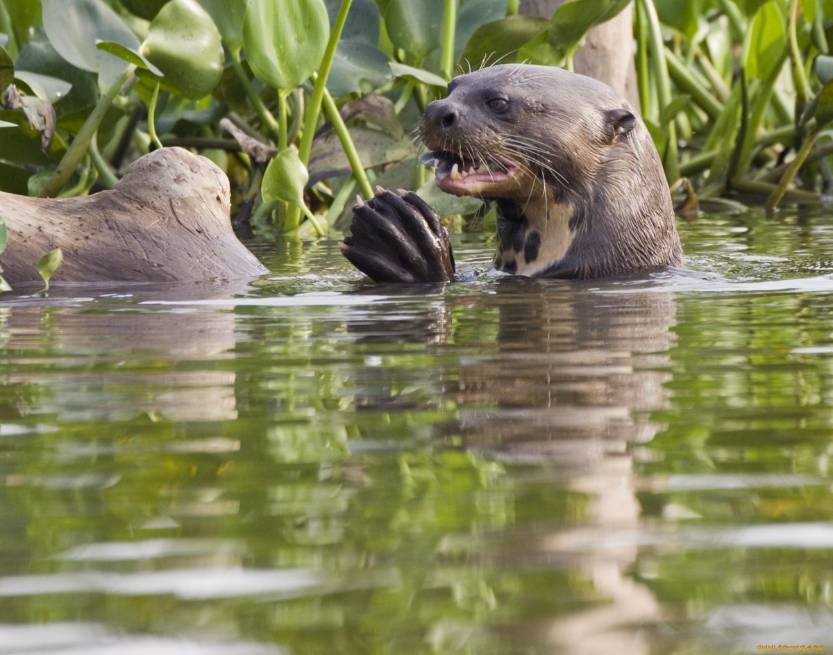 Выдра ондатра нутрия бобер