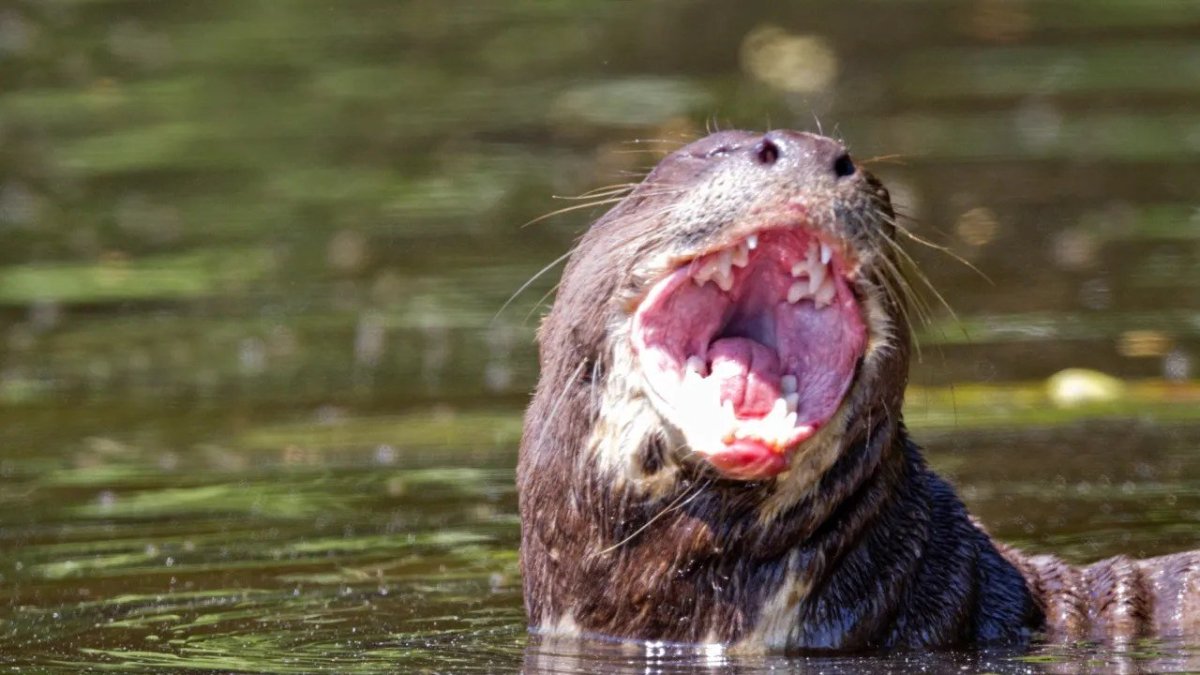 Бобер нутрия выдра