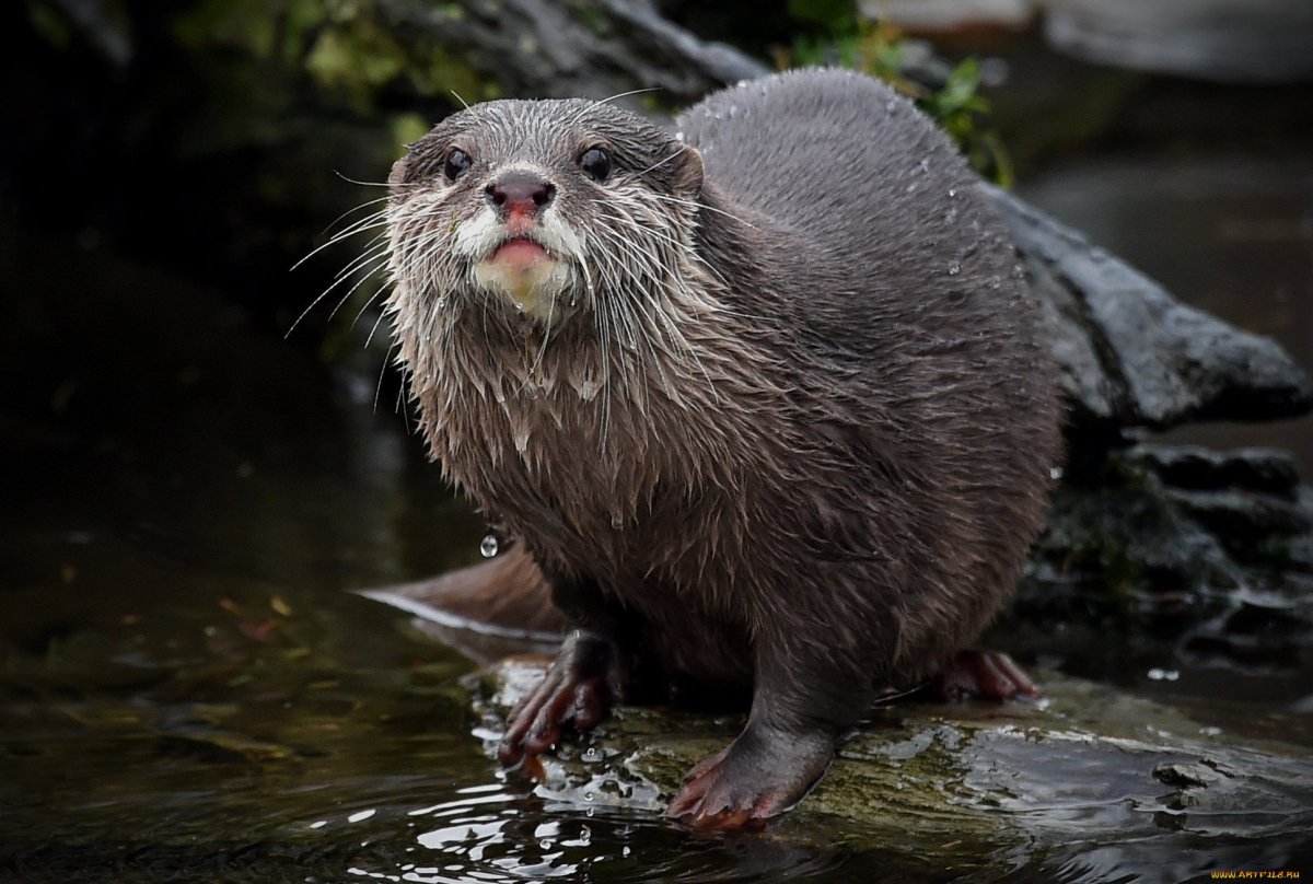 Выдра ондатра нутрия