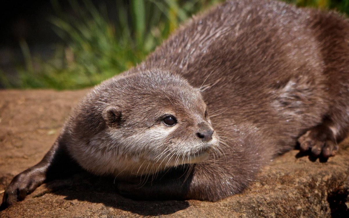 Бобер нутрия выдра