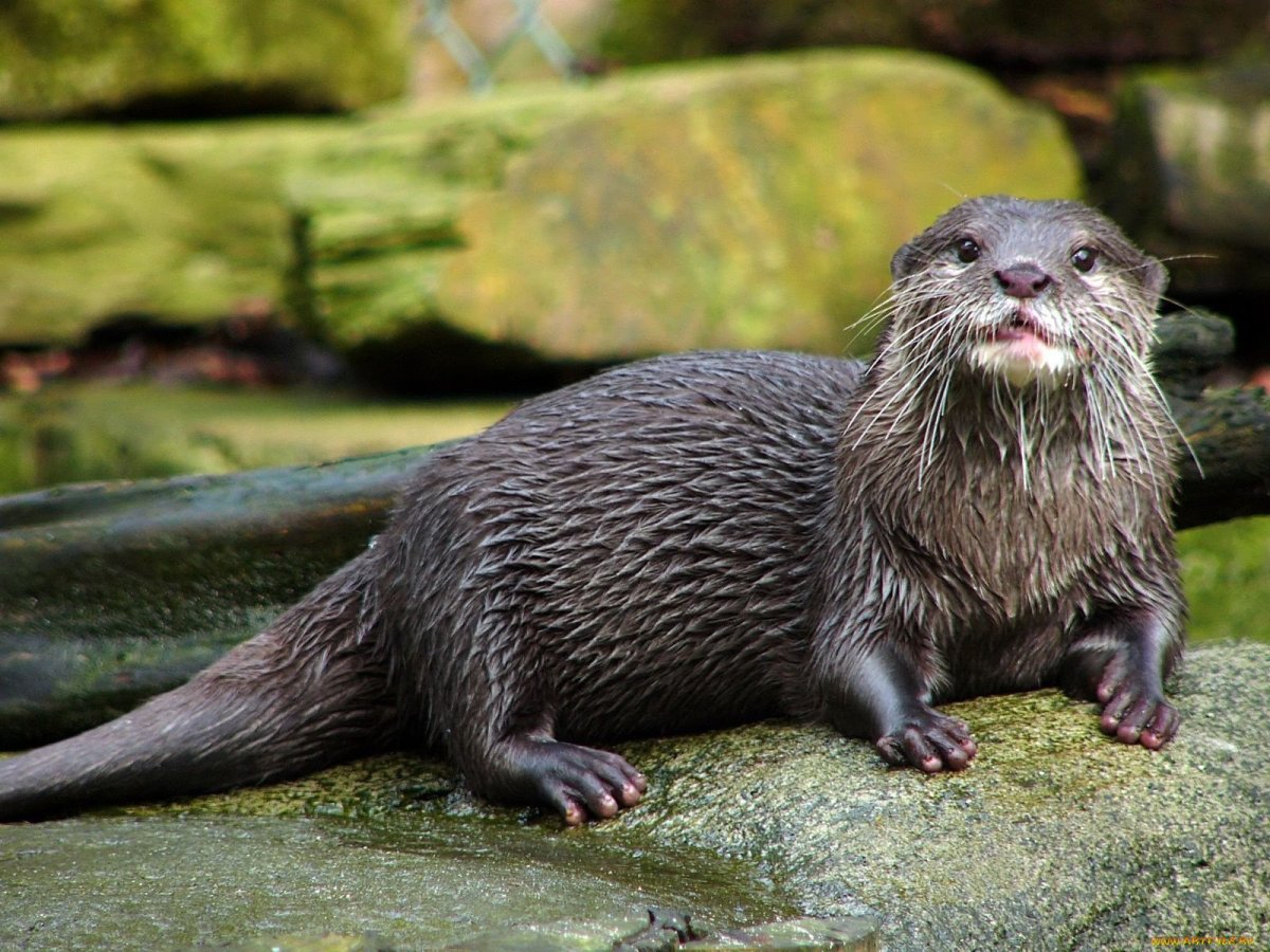 Выдра Озерная