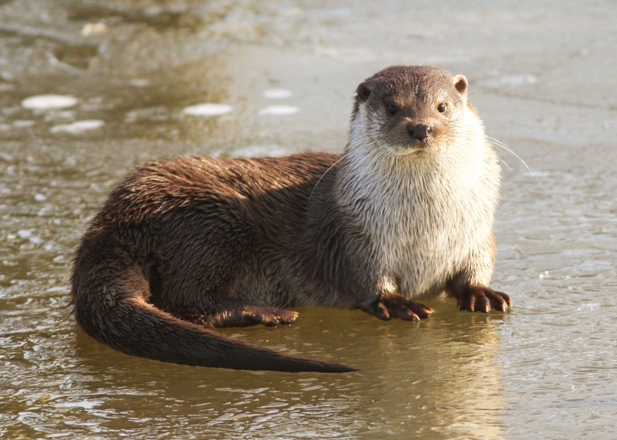 Выдра ест форель