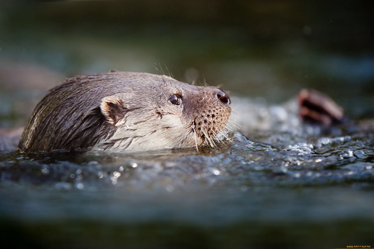 Нутрия ондатра Бобр