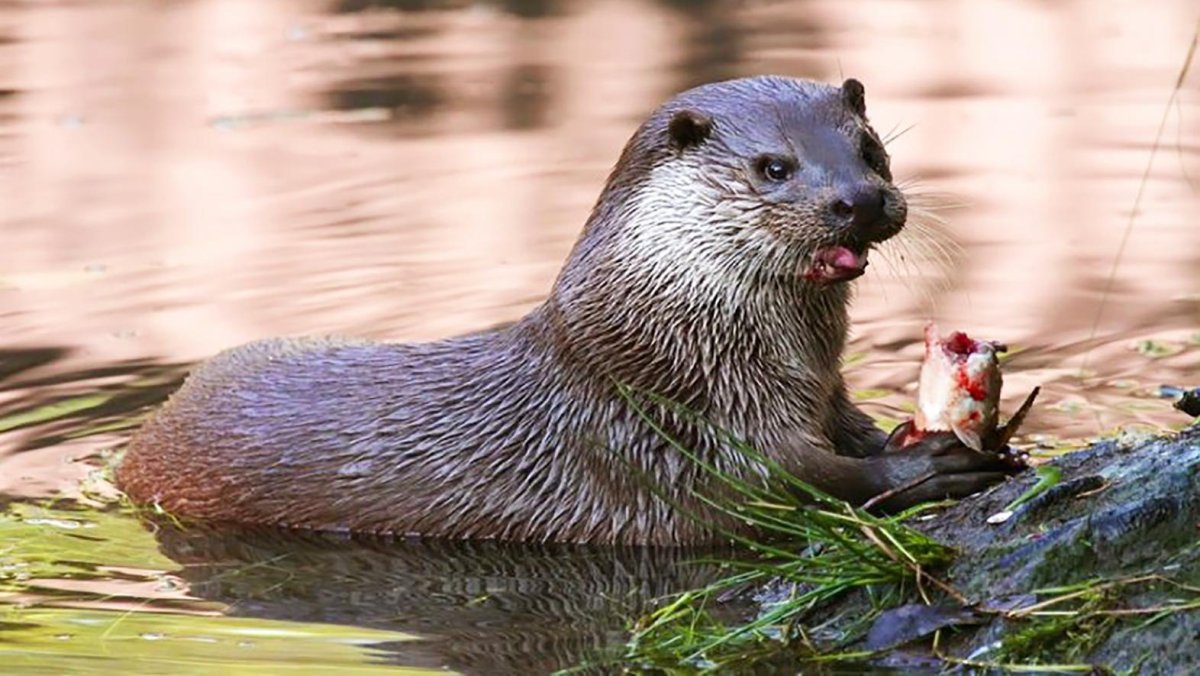Выдра ондатра норка