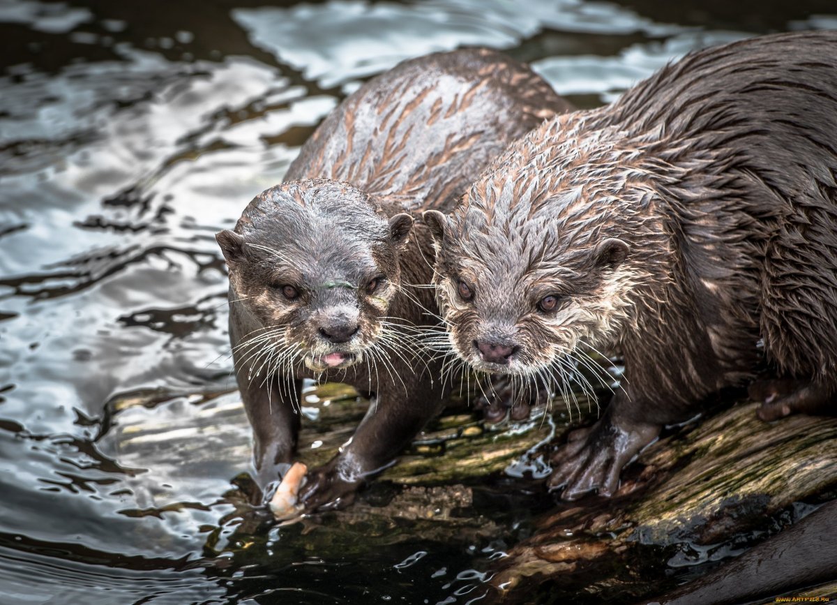 Бобр ондатра выдра
