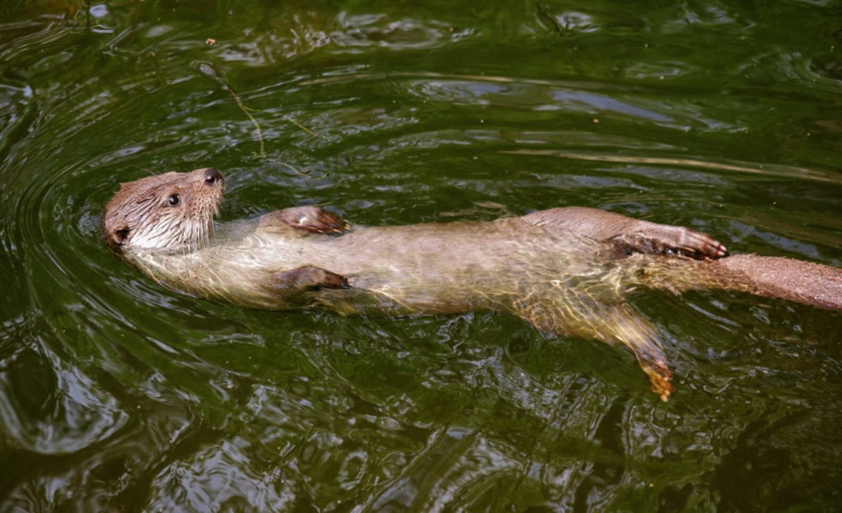 Выдра ондатра нутрия