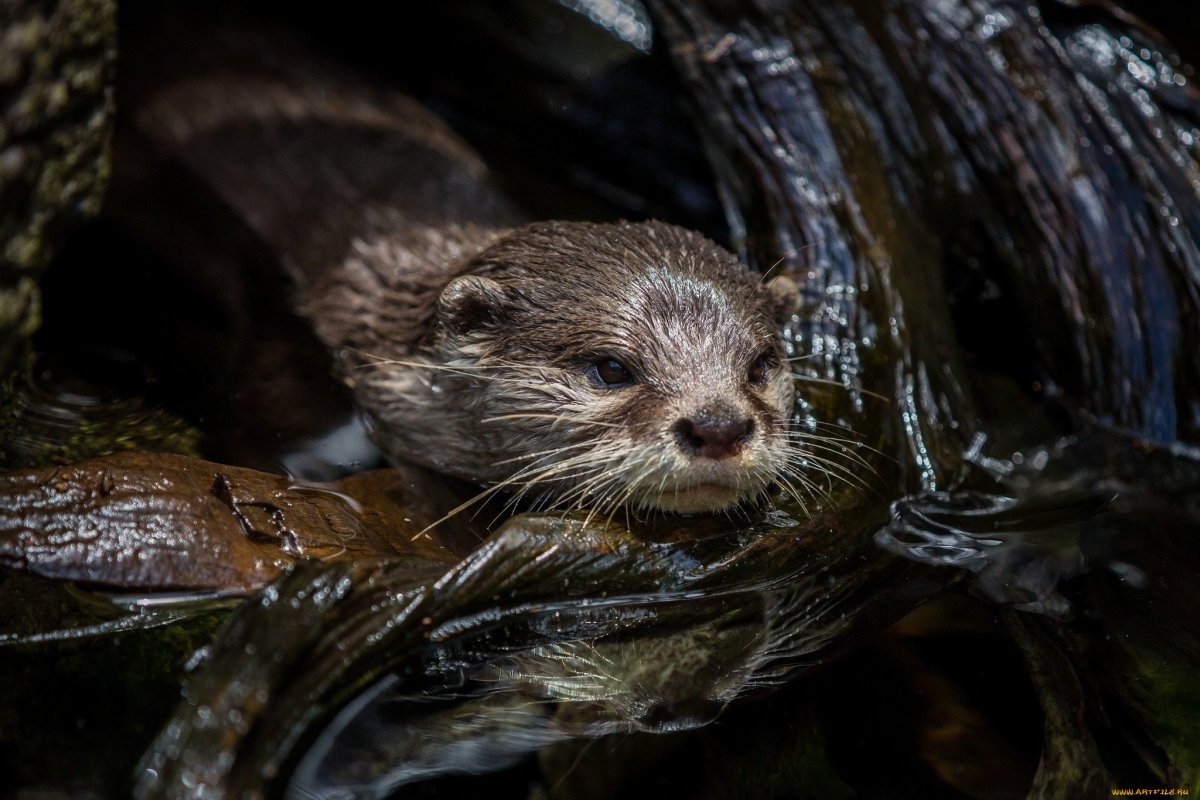Выдра на рабочий стол