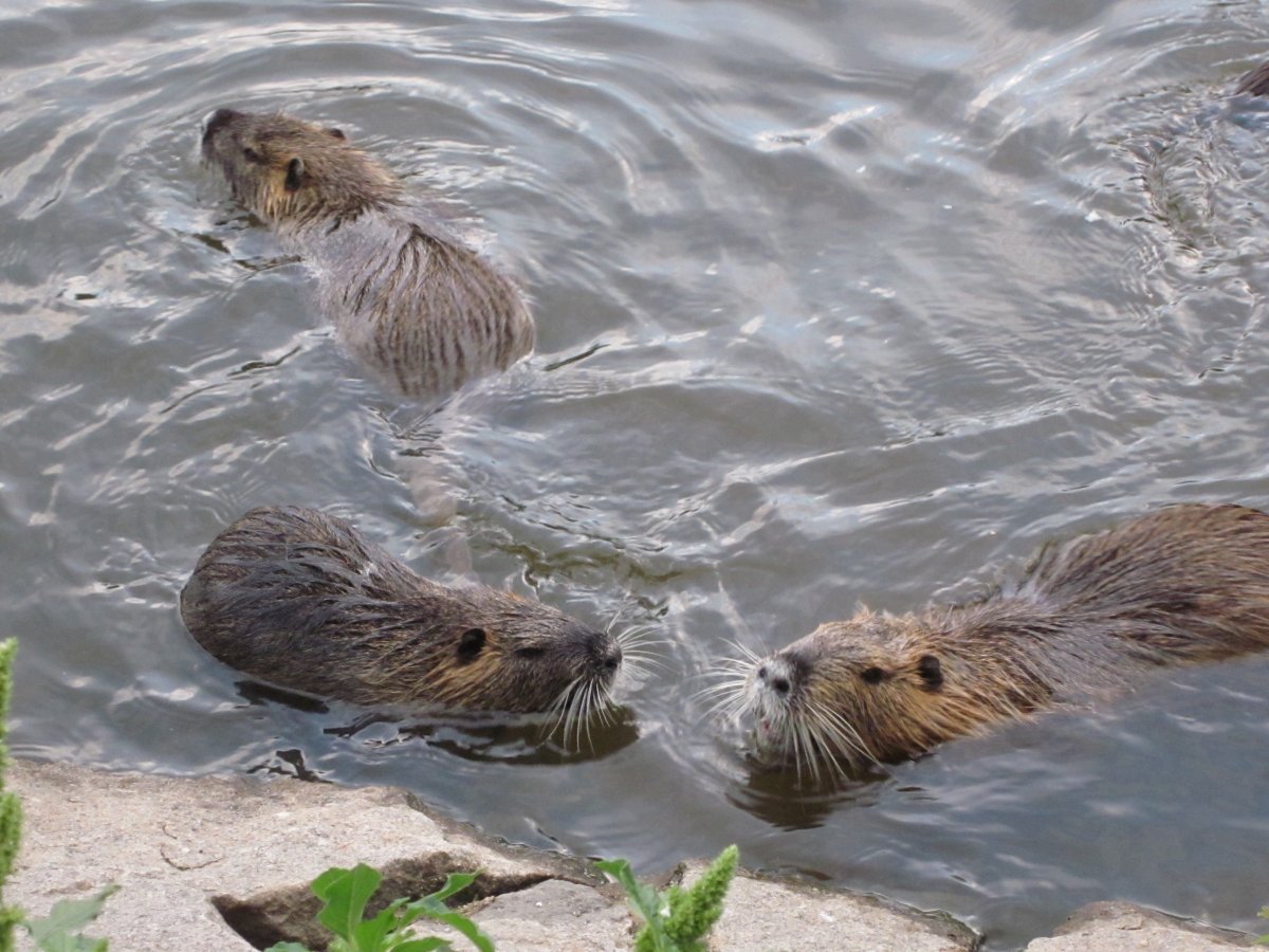 Выдра Озерная