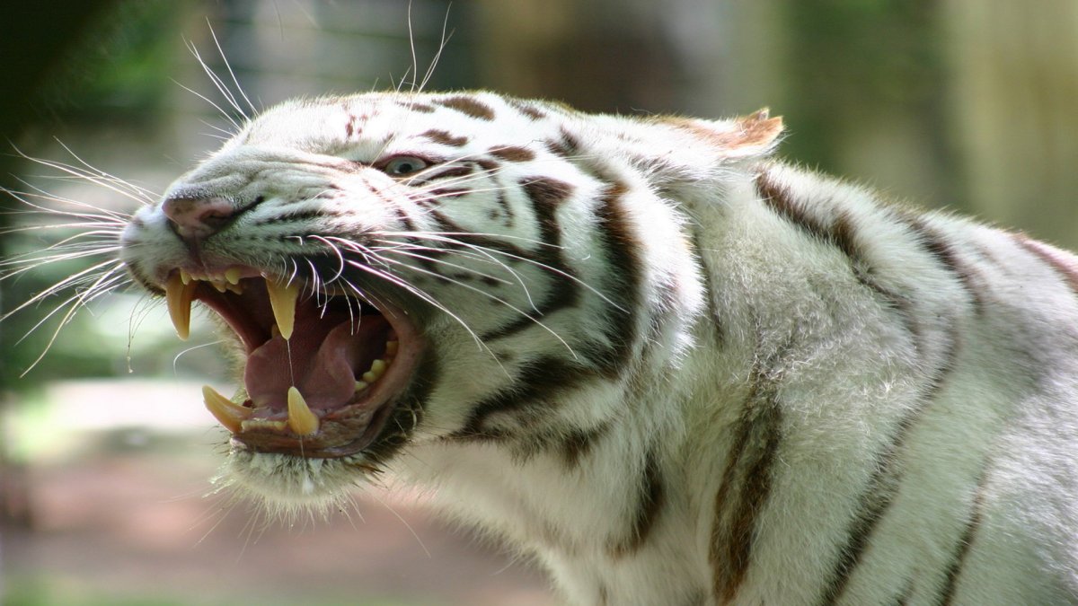 Тигр на рабочий стол