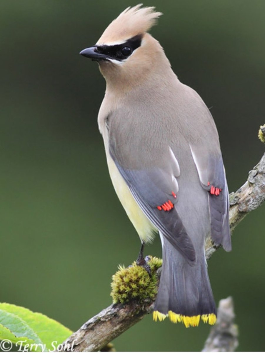 Cedar Waxwing птица