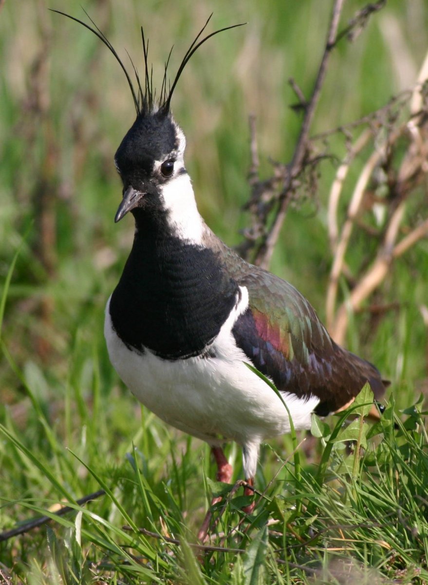 Чибис Vanellus Vanellus