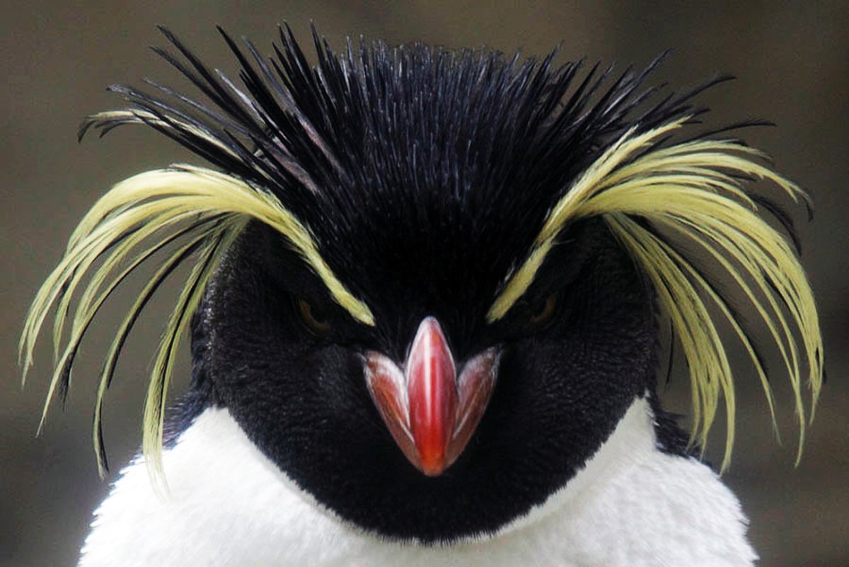 Северный хохлатый Пингвин